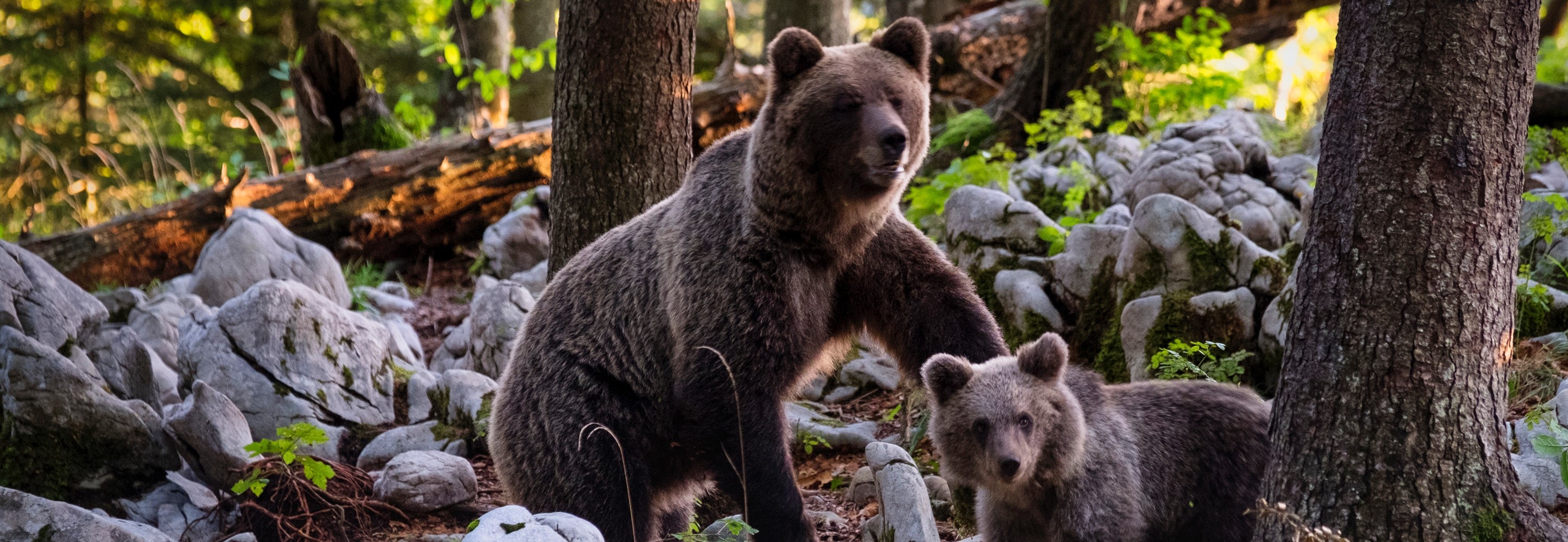 A bear and its cub in the woods.