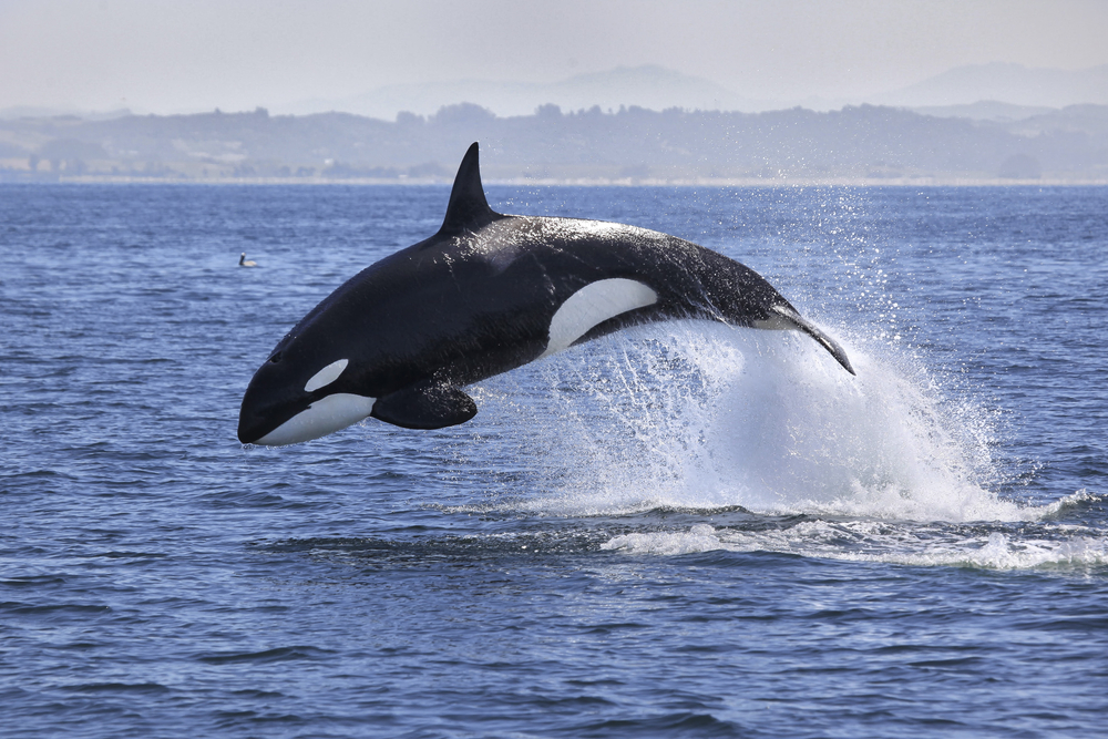 A whale jumping in the air over water.